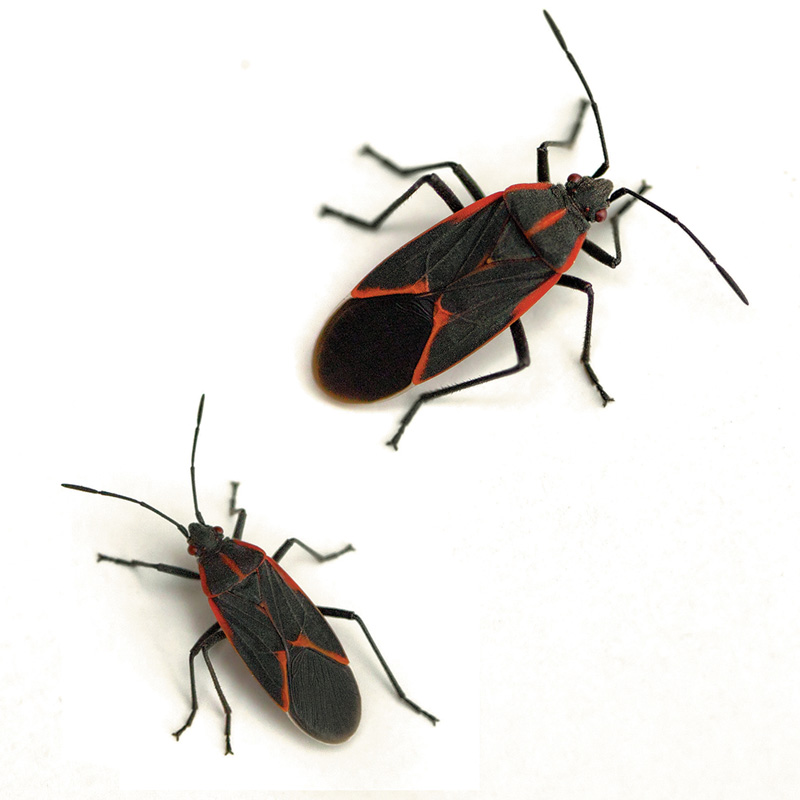 Beetles & Roach Control 